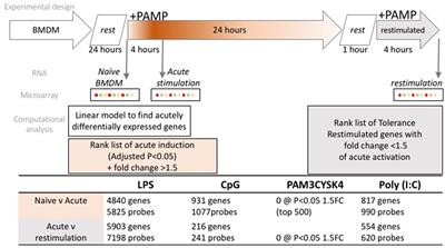 Toll-Like Receptors Drive Specific Patterns of Tolerance and Training on Restimulation of Macrophages